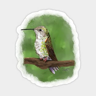 Anna’s Hummingbird Sticker